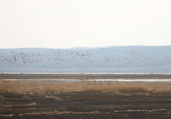 Озеро Салбат - одно из немногих мест в Красноярском крае, где гнездится серый гусь