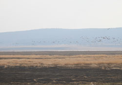 Благодаря охранным мероприятиям, численность серого гуся на озере Сталбат относительно стабильна