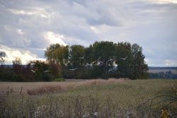 Каждый год, примерно в одно и то же время, журавли встают на крыло и отправляются на зимовку.
