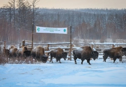 Впервые в России был произведен выпуск бизонов в естественную вреду обитания