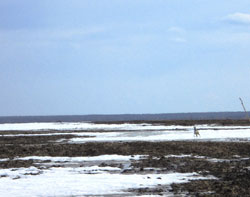 Сибирская косуля - приориетный объект охраны на территории заказника Большая Степь