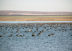 Нынешней весной численность тундрового гуменника на Салбате составила 16,5 тысяч птиц, что на 5,5 тысяч особей больше, чем в 2015 году