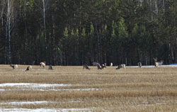 В заказнике Большая степь идёт весенний учёт сибирской косули на миграции