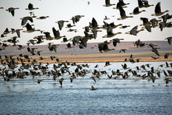 Давно домом для многих водоплавающих птиц стал заказник 