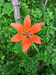 Лилия пенсильванская (лат. Lilium pensylvanicum)