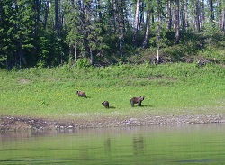 Медведи близ реки Виви
