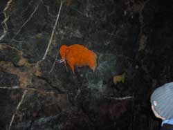 Cамый популярный рисунок на стенах пещеры - животные